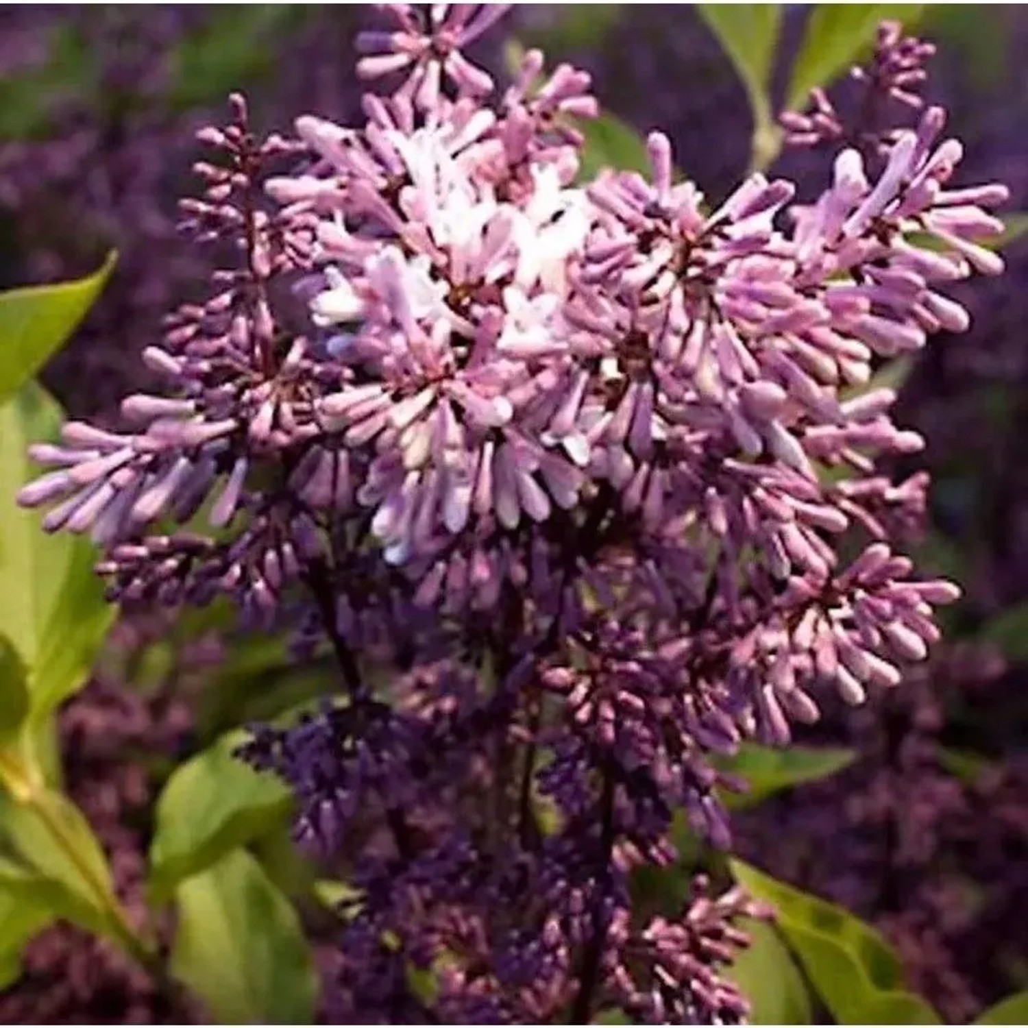 Hochstamm Spanischer Flieder Miss Kim 80-100cm - Syringa patula