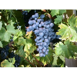 Dunkelblaue Vitis Vinifera Nero Weinrebe mit reifen Trauben und grünen Blättern.