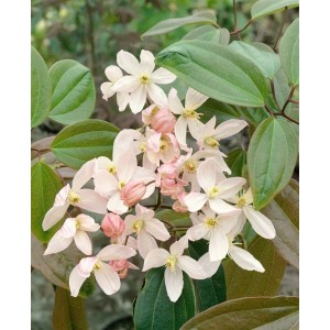 Immergrüne Clematis Armandii 'Apple Blossom' mit zartrosa Blüten und grünen Blättern.