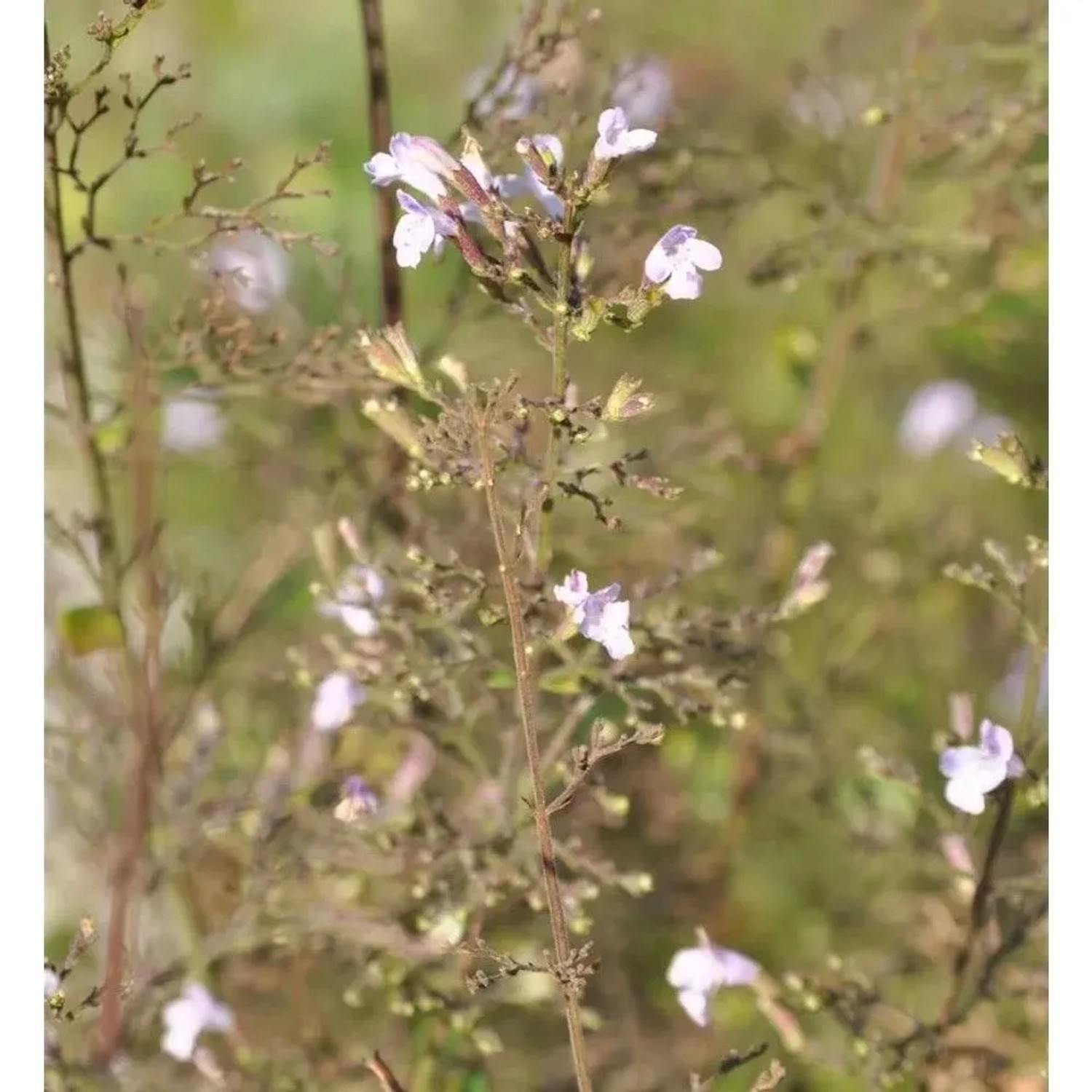 Kleinblättrige Bergminze Alba - Calamintha nepeta
