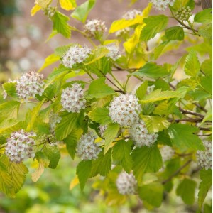 Blasenspiere 'Tiny Wine Gold' Hochstamm mit weißen Blüten und gelb-grünen Blättern.