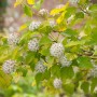 Blasenspiere 'Tiny Wine Gold' Hochstamm mit weißen Blüten und gelb-grünen Blättern.