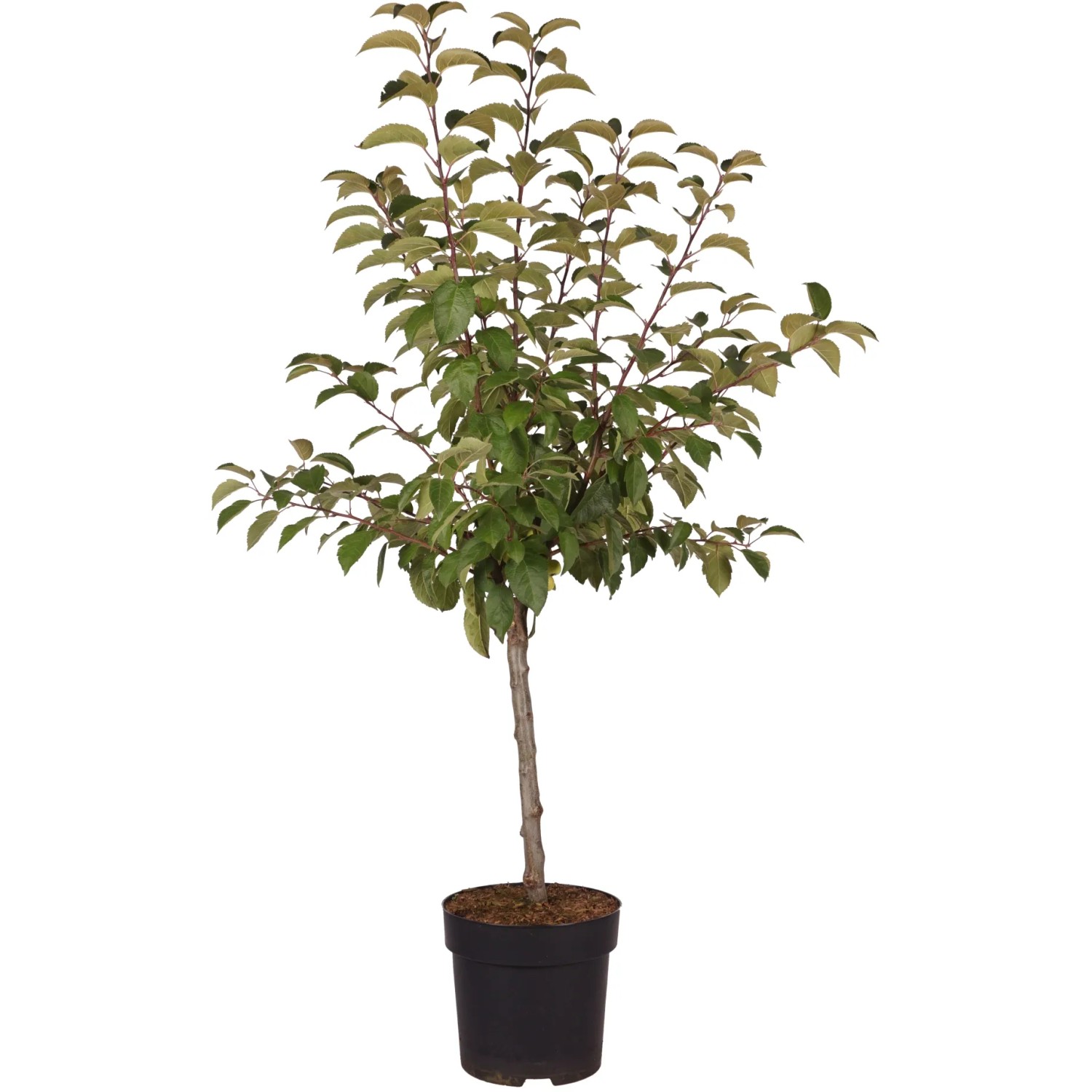 Zierapfel "Golden Hornet" Höhe ca. 40 cm Topf ca. 6 l Malus