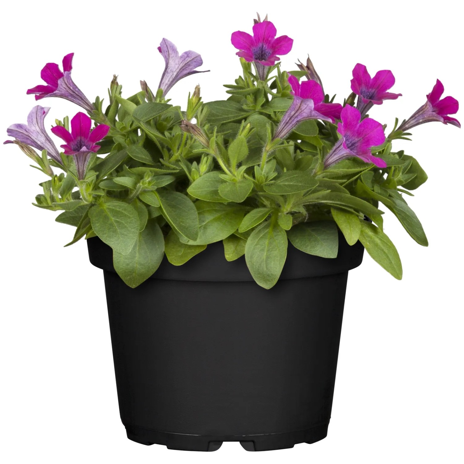Petunie Farbmix im Topf (Ø 14cm) mit lila und pinkfarbenen Blüten.