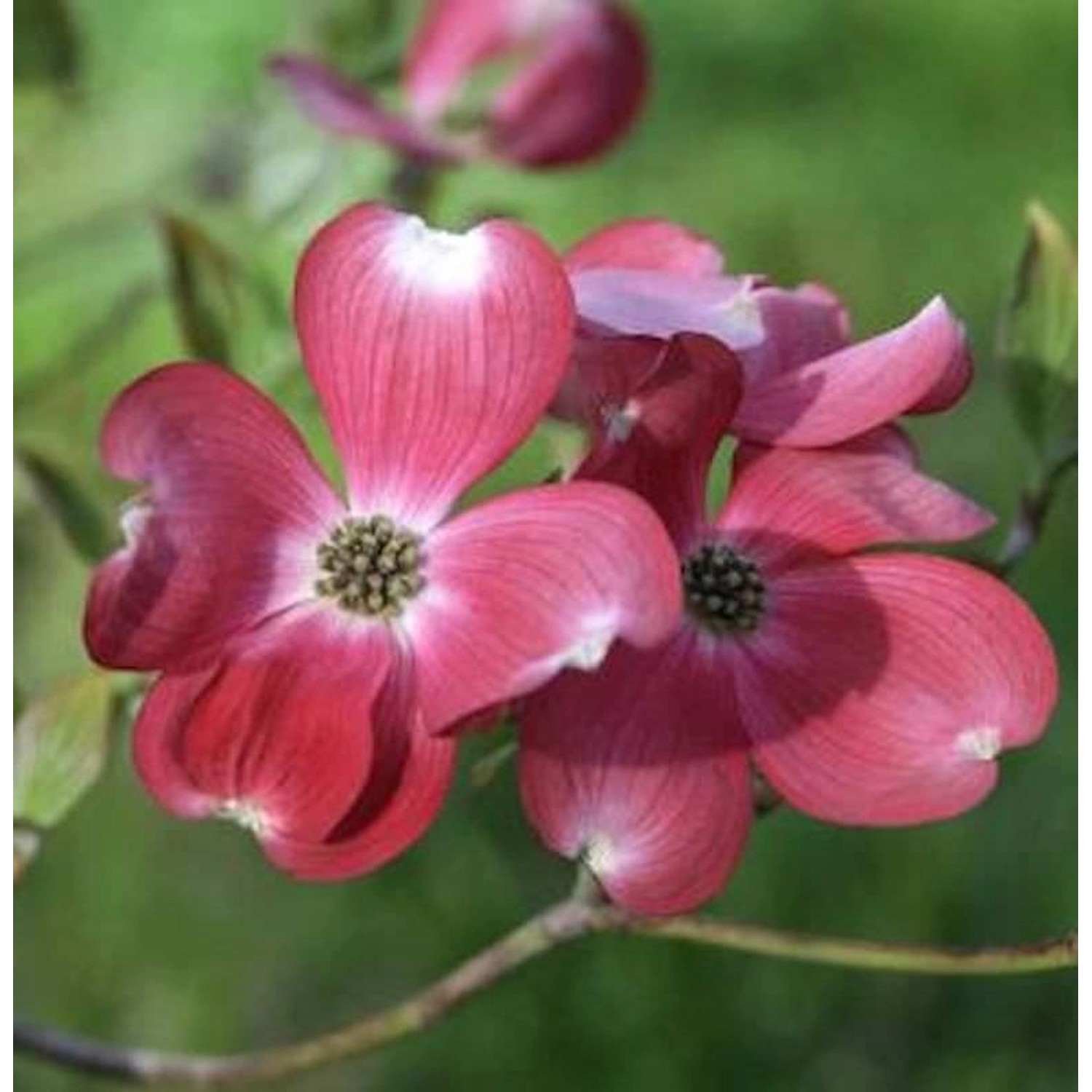 Amerikanischer Blumen Hartriegel Cherokee Princess 40-60cm - Cornus florida günstig online kaufen