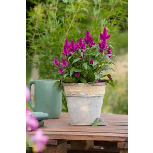 Federbusch-Celosie 'Deep Purple' im Topf, violette Sommerpflanze für Balkon und Terrasse.