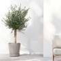 Ecopots Untersetzer Amsterdam Rollen Taupe, 41,6 cm, mit Olivenbaum im Topf.