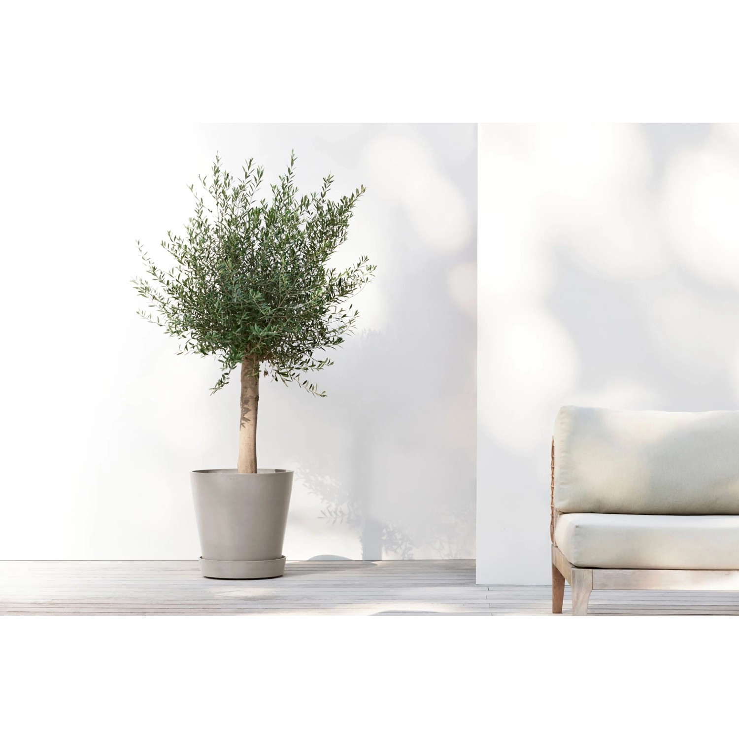 Ecopots Untersetzer Amsterdam Rollen Taupe, 41,6 cm, mit Olivenbaum im Topf.
