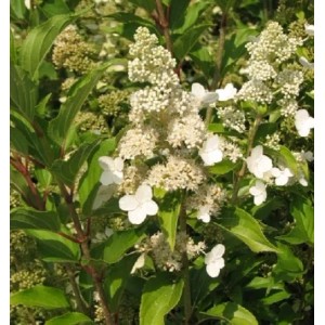 Rispenhortensie 'Kyushu' mit weißen Blüten im Container, Detailansicht.