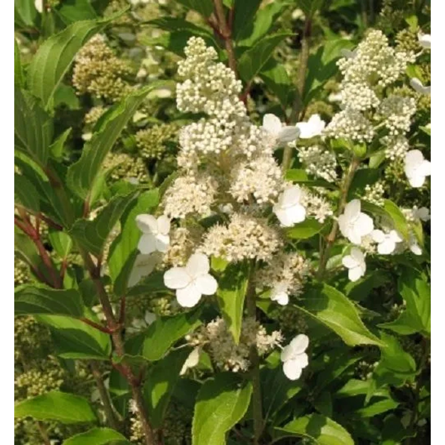 arborix Rispenhortensie 'Kyushu' Hydrangea Paniculata 40 Bis 50 Cm Im Container Weiße Blüten