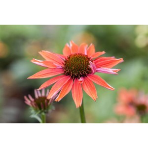 Orangefarbener Sonnenhut (Echinacea Purpurea Sundown) im Topf, Nahaufnahme der Blüte.