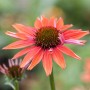 Orangefarbener Sonnenhut (Echinacea Purpurea Sundown) im Topf, Nahaufnahme der Blüte.