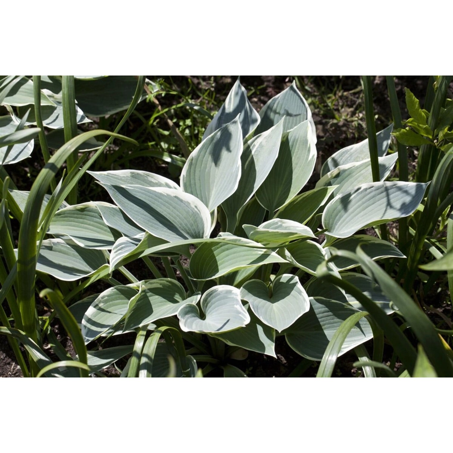 Hosta X Tardiana El Nino Funkie Ca. 11x11 cm Topf günstig online kaufen