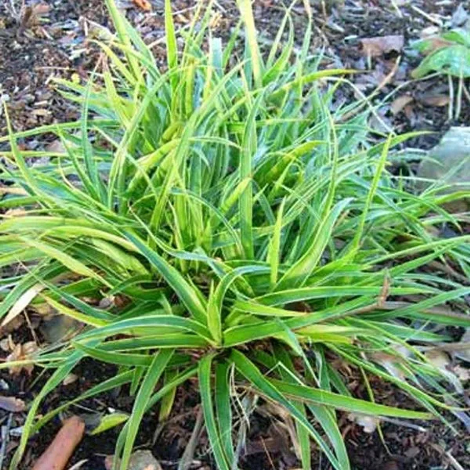 6 x Wald-Marbel 'Marginata' Luzula sylvatica Topf 9cm Immergrün