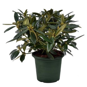 Alpenrose Brigitte im Topf, ca. 30-40 cm hoch. Rhododendron mit grünen Blättern.