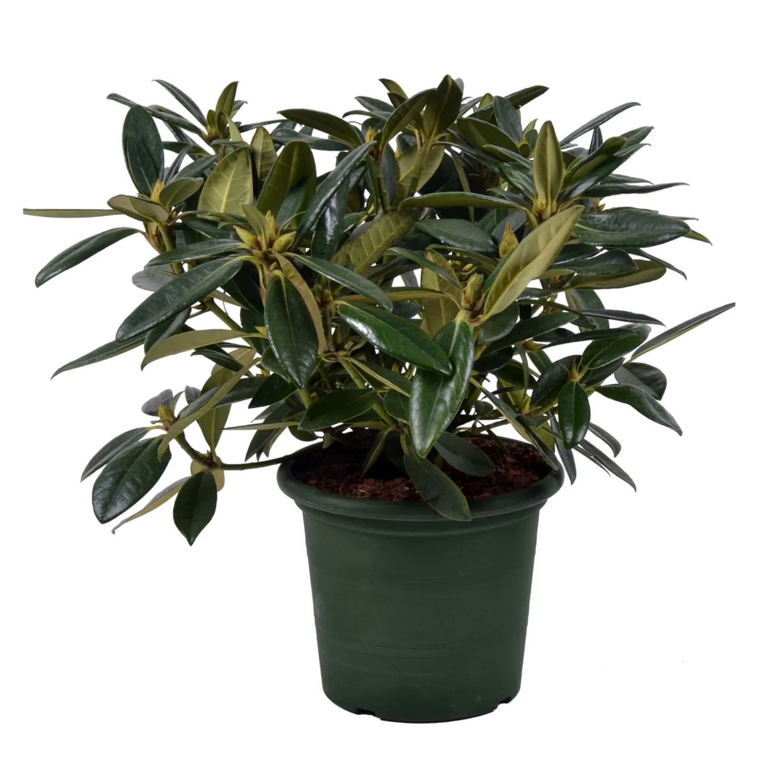 Alpenrose "Brigitte" Höhe ca. 30-40 cm Topf ca. 6 l Rhododendron