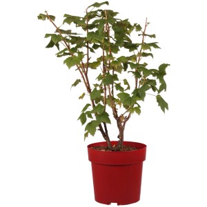 Schwarze Johannisbeere 'Bona' im roten Topf, ca. 30 cm hoch. Ribes nigrum.
