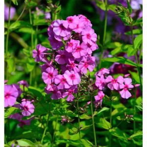 Hohe Flammenblume Dorffreude - Phlox Paniculata