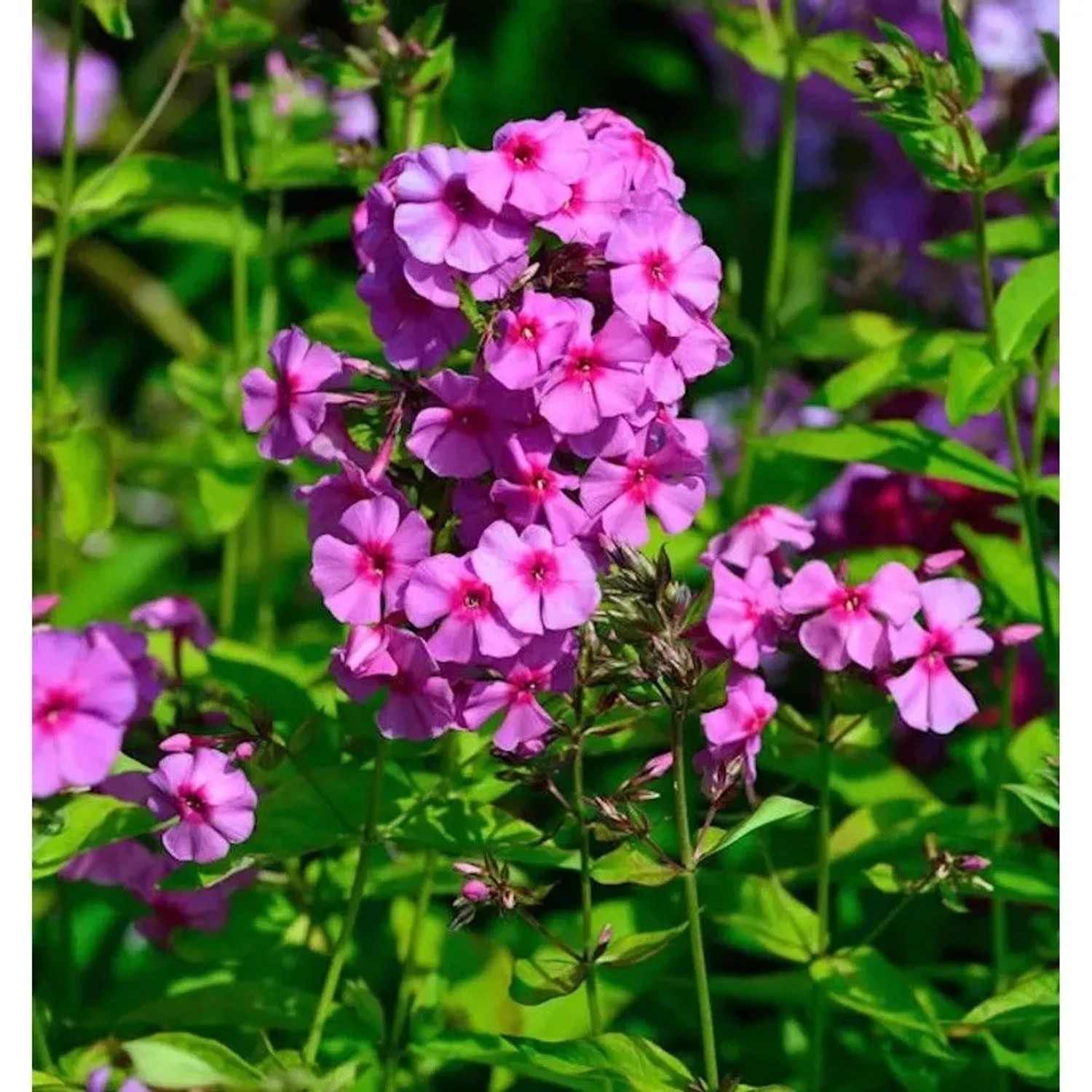 Hohe Flammenblume Dorffreude - Phlox Paniculata