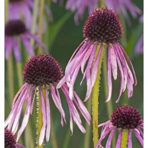 Nahaufnahme von Schmalblättrigem Sonnenhut (Echinacea angustifolia) mit rosa Blütenblättern und dunklem Kegel.