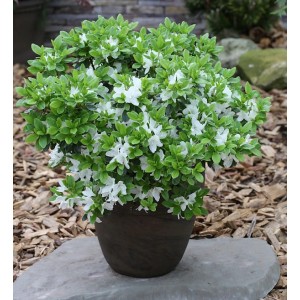 Japanische Azalee Diamant Weiß im Topf, Zwerg Alpenrose mit weißen Blüten und grünen Blättern.