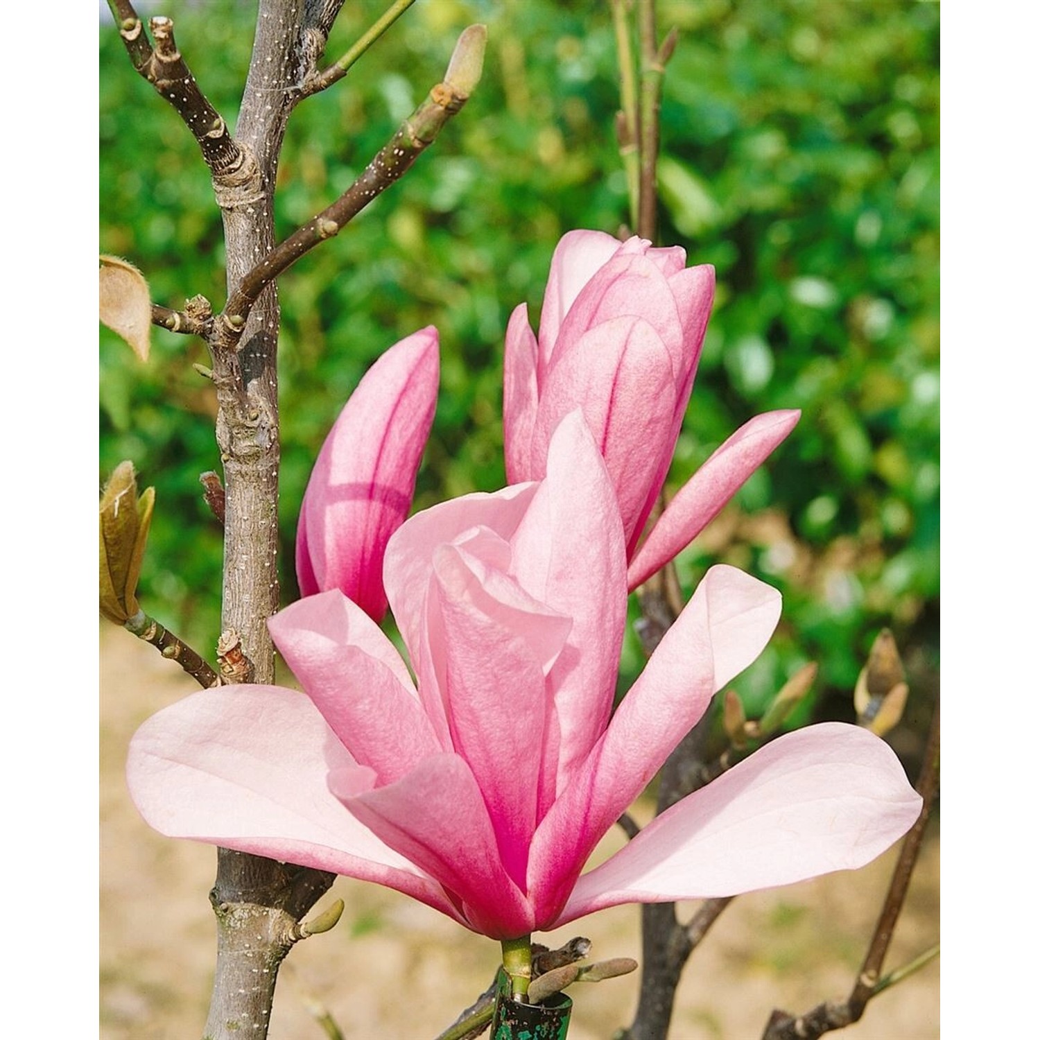 Magnolia Galaxy Magnolie mit rosa Blüten, Nahaufnahme der Blüte.