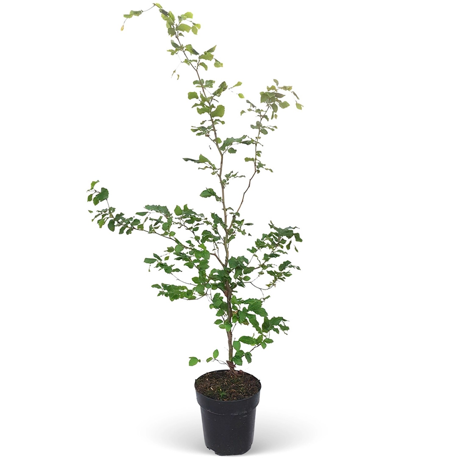 Rotbuche Set à 40 Stück Höhe ca. 125 - 150 cm Topf ca. 5 l Fagus sylvatica