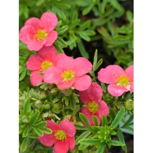 Nahaufnahme eines rosa blühenden OBI Fingerstrauchs (Potentilla) im Topf.
