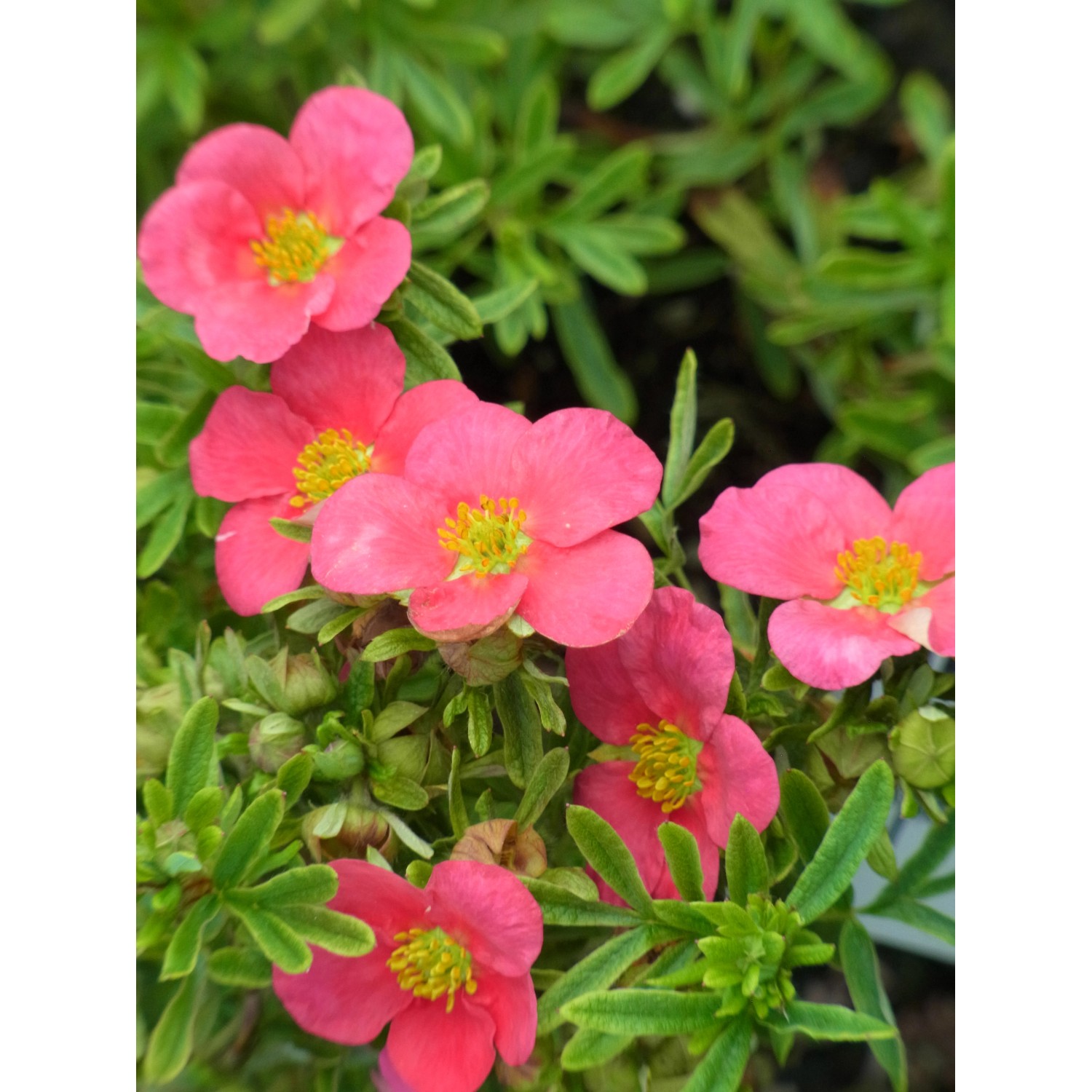 OBI Fingerstrauch Rosa Höhe 25 - 30 cm  Topf ca. 3 l Potentilla günstig online kaufen