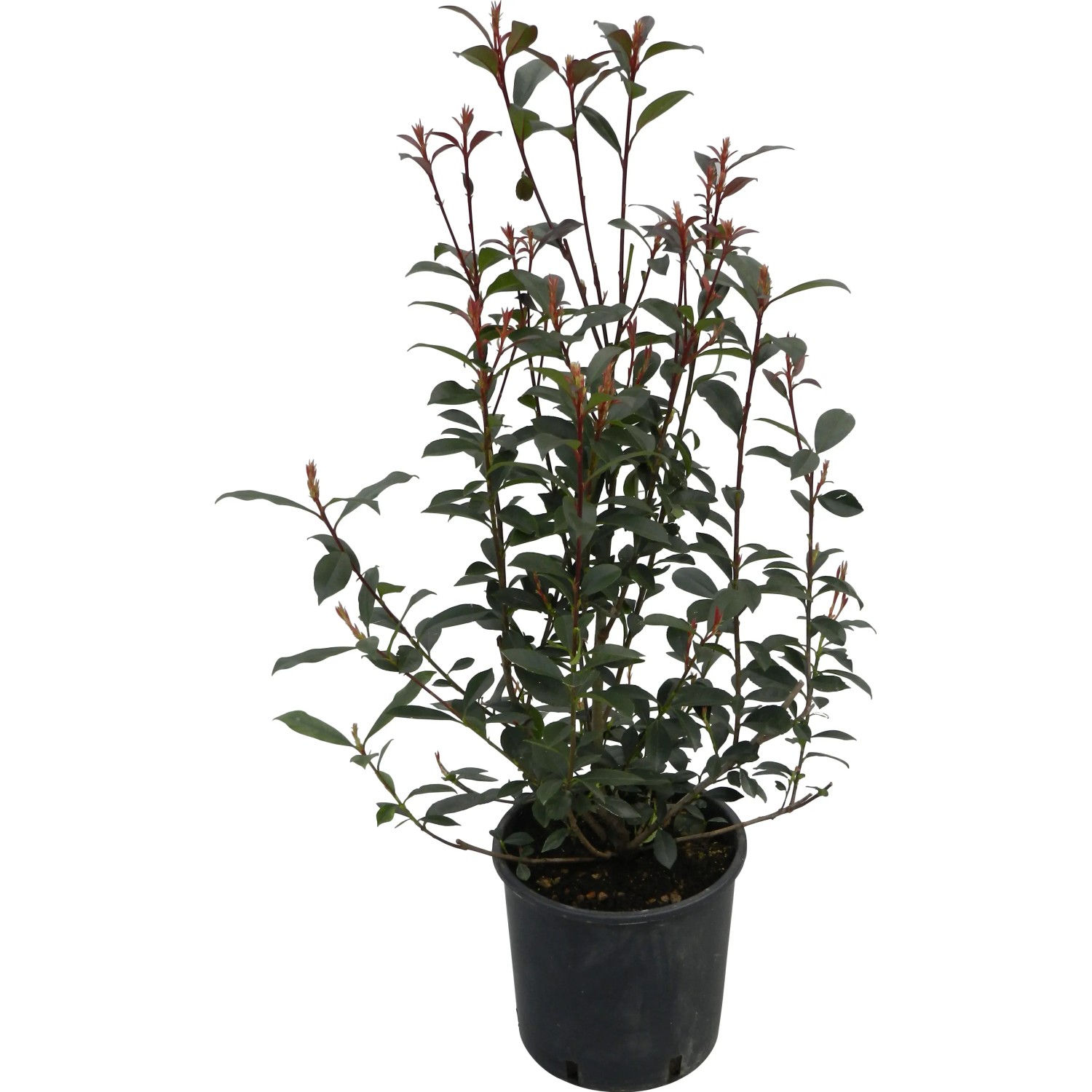GROW by OBI Glanzmispel Carr Rouge 50-60 cm 10 l Topf kaufen bei OBI