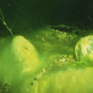 Algenbefall im Teich, bekämpft mit JBL AlgoPond Forte 500ml zur Algenbekämpfung.