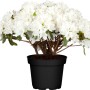 Azalee Feenkissen Weiß im Topf, Rhododendron obtusum mit üppigen, weißen Blüten.