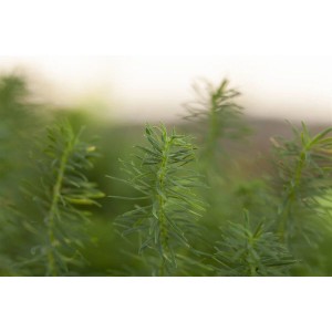 Detailaufnahme der Zypressen-Wolfsmilch (Euphorbia Cyparissias) mit feinen, grünen Blättern.