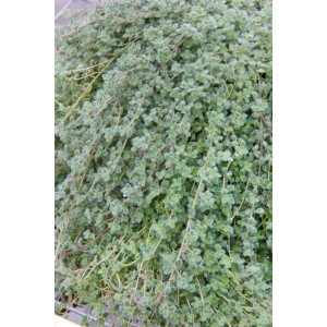 Detailaufnahme des Teppichthymians (Thymus Praecox) im 9x9 cm Topf, ein grüner Bodendecker.