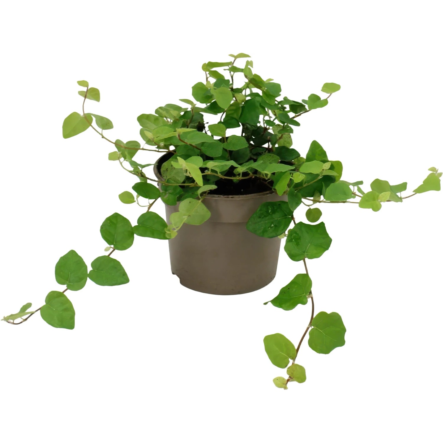 Kletterfeige Green Sunny Topf Ø 9 cm Ficus pumila