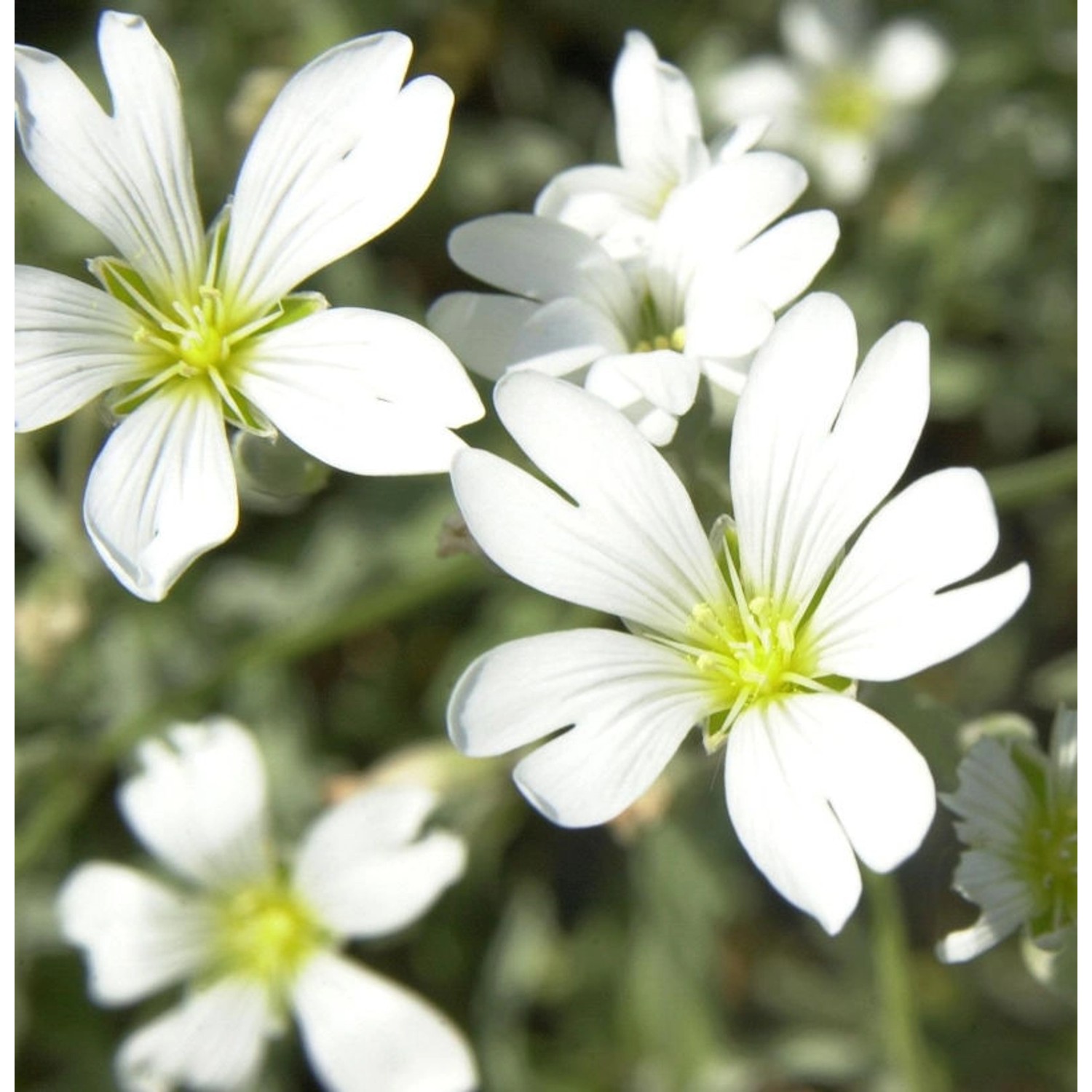 Silbrigblättriges Hornkraut - Cerastium biebersteinii günstig online kaufen