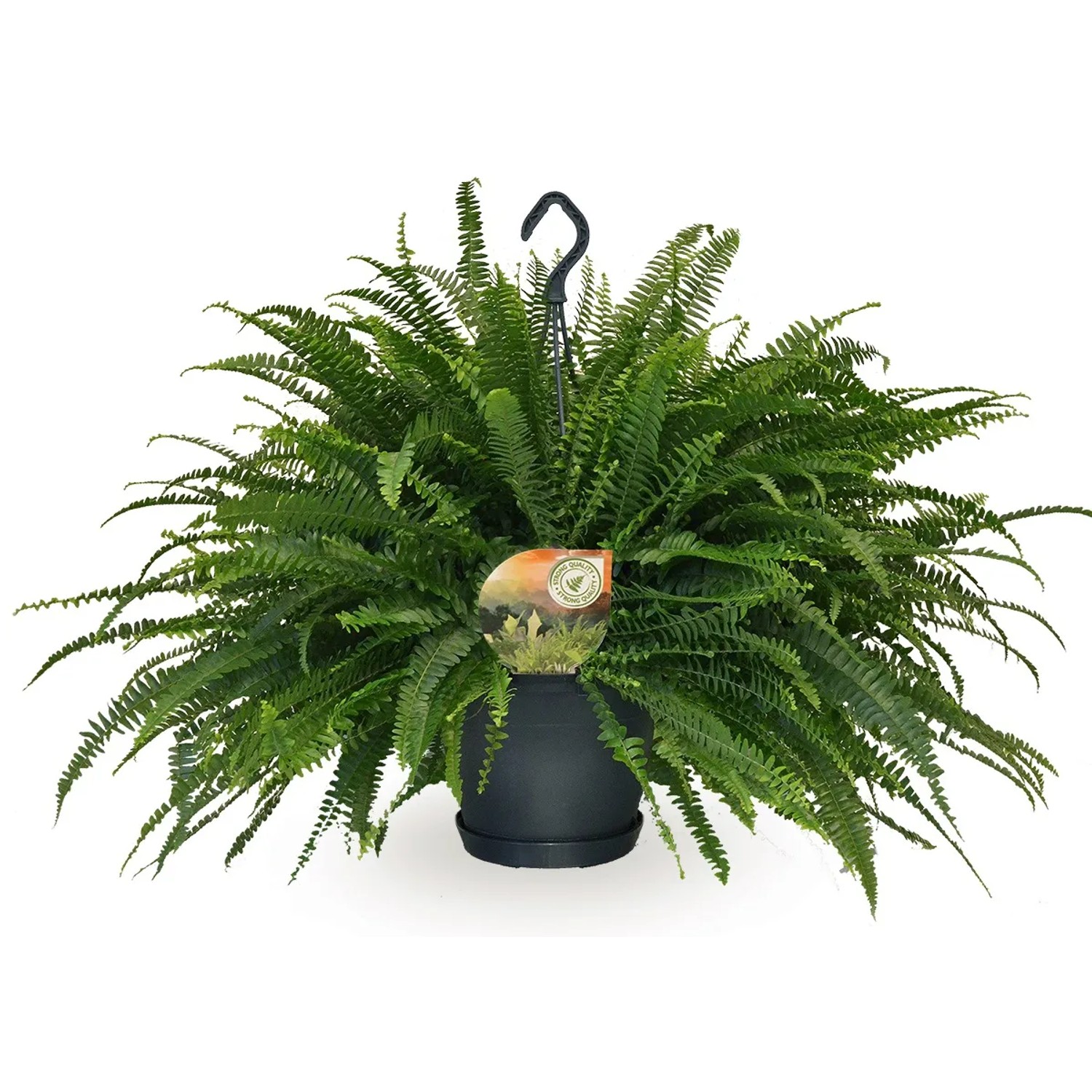 Schwertfarn Nephrolepis exaltata 50-55 cm  20 cm kaufen bei OBI