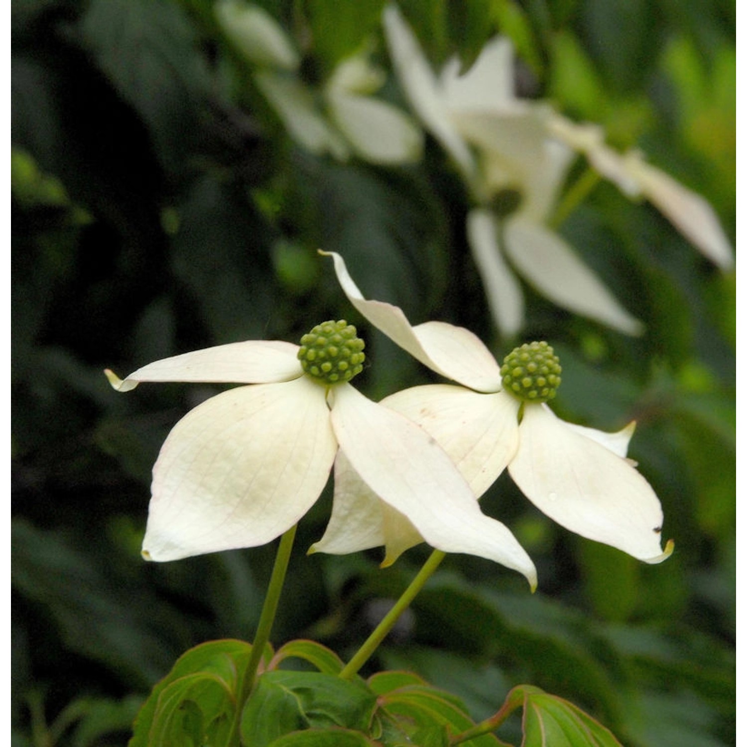 Hochstamm Japanischer Blumenhartriegel 80-100cm - Cornus kousa günstig online kaufen