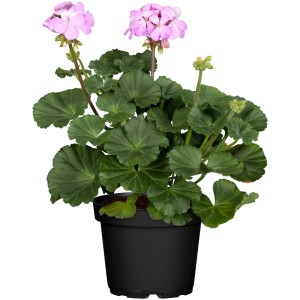 Stehende Geranie (Pelargonium) im Topf, rosa Blüten, grüne Blätter. Sommerblume für Balkon und Garten.