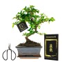 Grüner S-förmiger Bonsai Baum im japanischen Keramiktopf mit Schere und Pflegeheft. Ideal für Hausbäume.