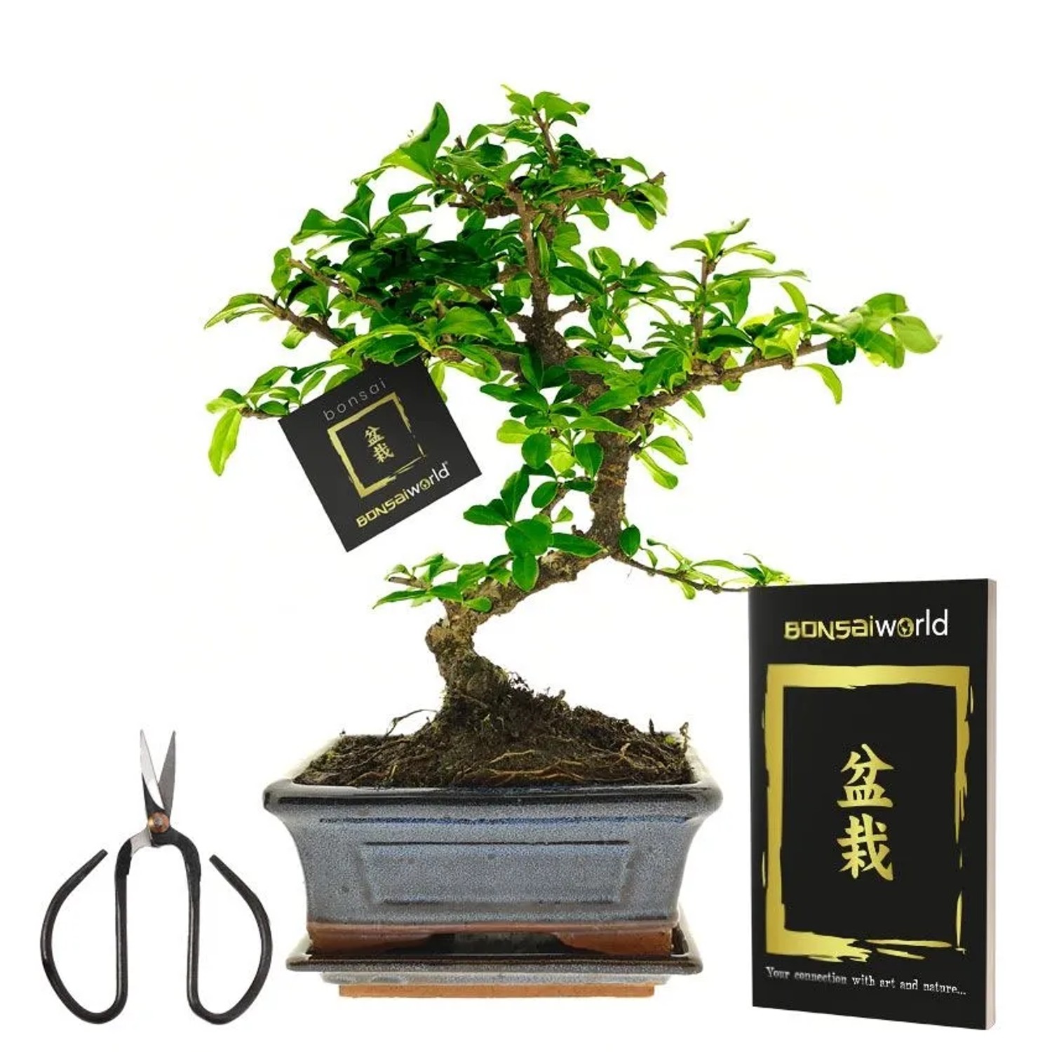 Vdvelde Bonsai Baum S Form   Inklusive Schere
