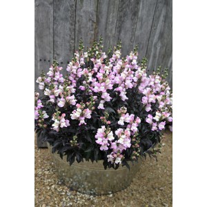 Löwenmäulchen 'Snap in Black' im Topf, ca. 20 cm hoch, mit rosa-weißen Blüten und dunklem Laub.