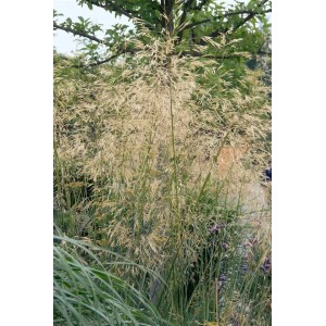 Dekoratives Riesen-Federgras Stipa Gigantea im Topf, goldene Blütenstände im Garten.