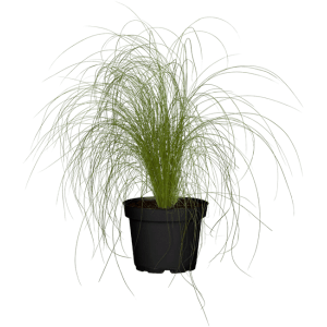 Stipa Tenuissima Ponytails im 2L Topf: Zartes Federgras für Garten und Kübel.