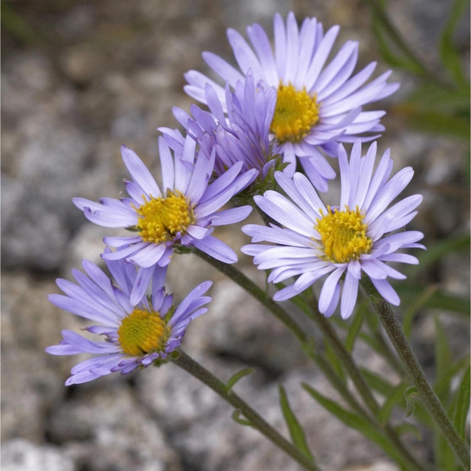 Alpenaster - Aster alpinus günstig online kaufen