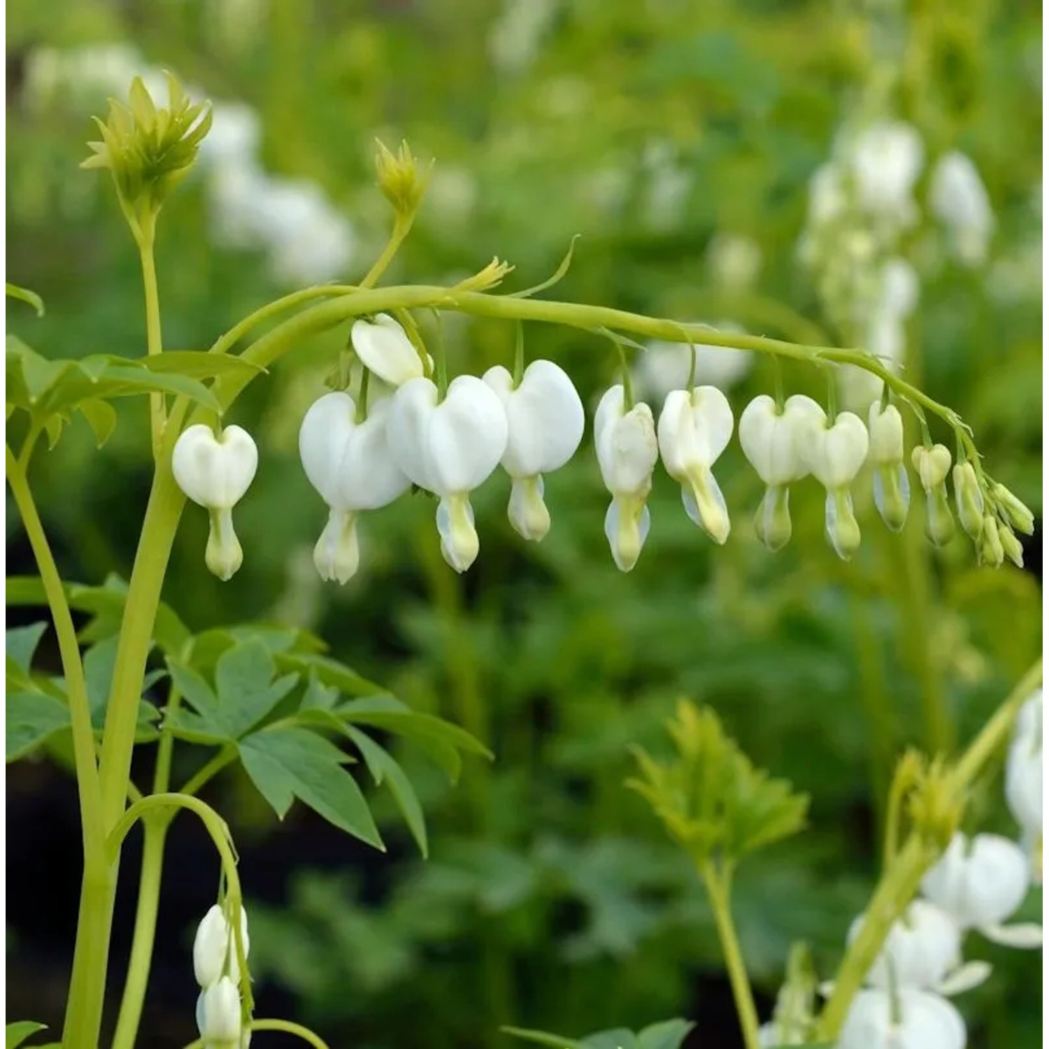 Zwergherzblume Pearl Drops - Dicentra formosa