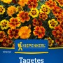 Kiepenkerl Tagetes Patula Mischung, Studentenblumen in Gelb, Rot und Orange für Beet und Balkon.