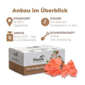 Hawlik Pilzbrut Bio Rosenseitling Fertigpilzkultur für Kinderleichte Pilzzucht Zuhause