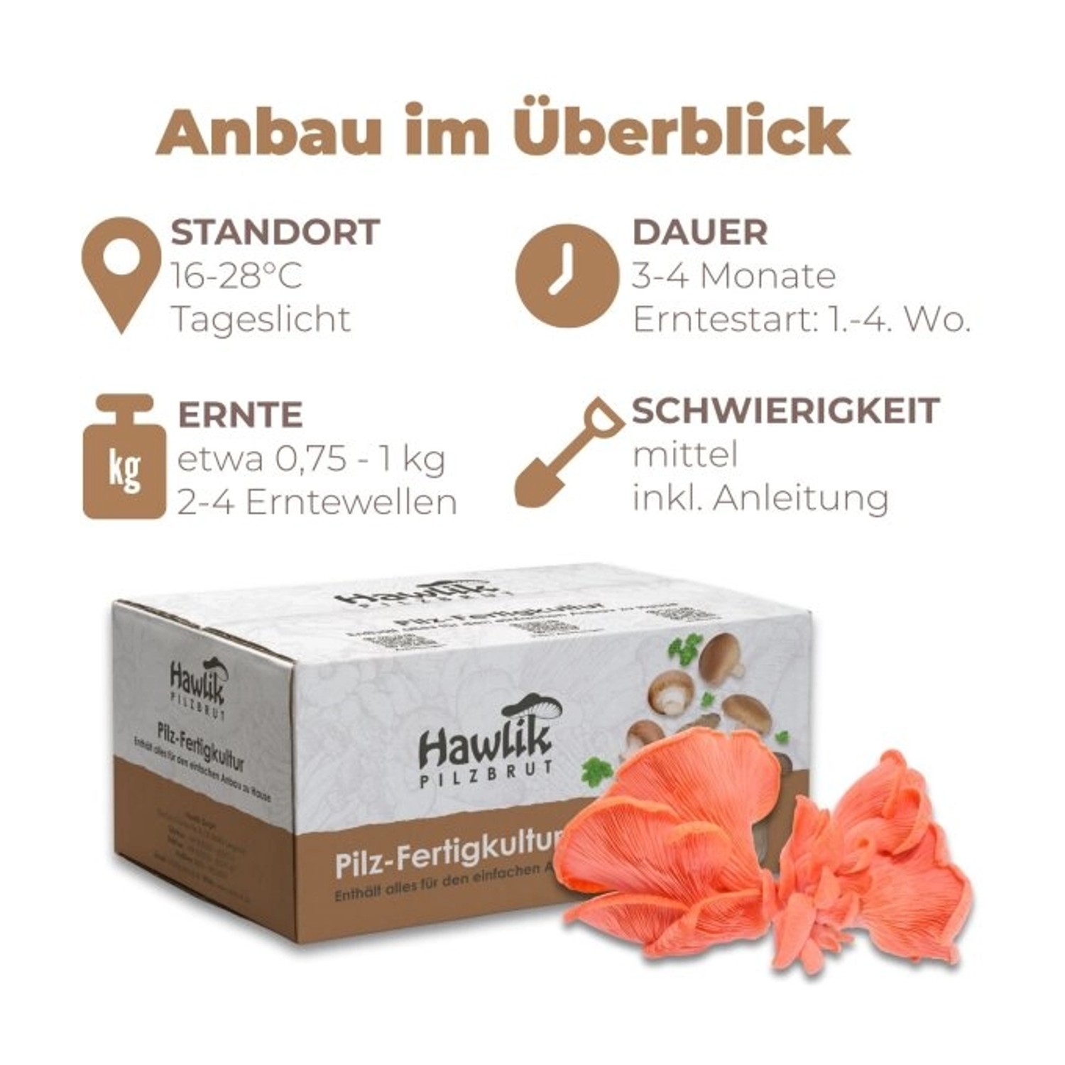 Hawlik Pilzbrut Bio Rosenseitling Fertigpilzkultur für Kinderleichte Pilzzucht Zuhause_2