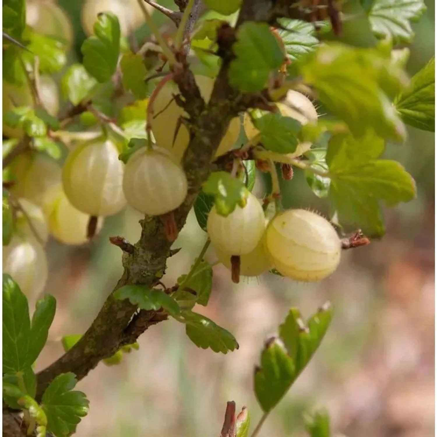 Hochstamm Stachelbeere gelb 60-80cm - Ribes uva-crispa